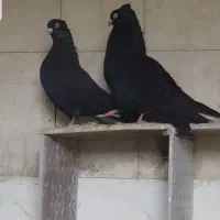 کبوترزاغ