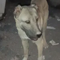 سگ کنگال
