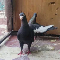 تافته ای شهری