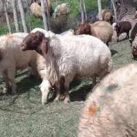 فروش ۱۰۰راس میش وبره....