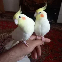 عروس هلندی دستی معاوضه با سهره و قناری