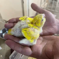 راهب زرد (لوتینو) سرلاکی