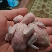 جوجه ملنگو 10روزه+300گرم سرلاکa19برای هرجوجه هدیه