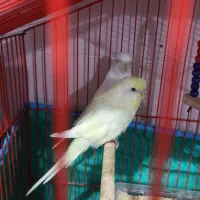 ۷عدد مرغ عشق همش یکجا به فروش میرسد