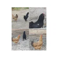 مرغ تخم گذار
