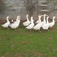 فروش غاز بالغ یکساله لیندا