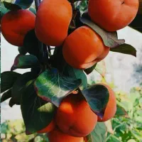 فروش انواع رقم های خرمالو