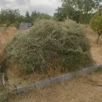 یونجه و علف باغی