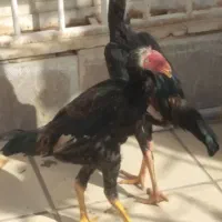 لاری|حیوانات مزرعه|شیراز, دشت چنار|دیوار