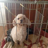 ی عددسگ ماده