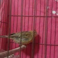 ماده|پرنده|شاهین‌شهر, گزبرخوار|دیوار