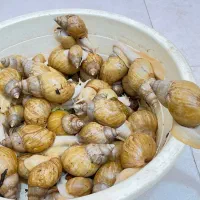 فروش فوری حلزون البینو اچاتینا