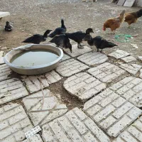 اردک اسرائیلی