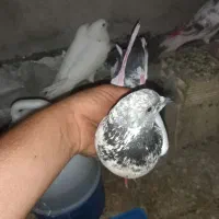 کبوتر