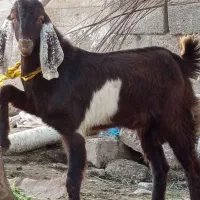 چپش نری یک سال بسیار هیکلی بز رون کار بلد