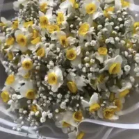 گل رز|گل و گیاه طبیعی|تهران, فاطمی|دیوار