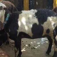 میش