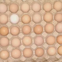 تخم مرغ محلی گلپایگانی ارگانیک