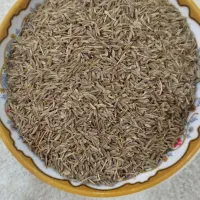 زیره سبز (کرابیه)