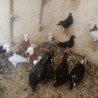 تعدادی جوجه نر ملقی خوشکل و پریده