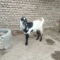 بز پاکستانی