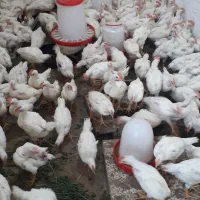 جوجه گوشتی تخم گزار ۷۰۰ گرمی