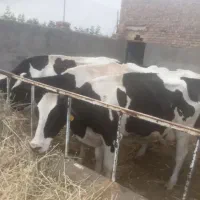 بره یک دویست گاو گوساله گوشتی کلی ۸۷۰
