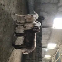 بره نر نر فول گوشت 10 ماهه استخوان ریز درجه یک