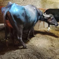 گاومیش شیری