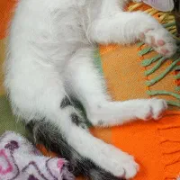واگذاری بچه گربه
