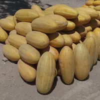 خربزه سرباری درجه یک