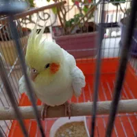 عروس هلندی نر
