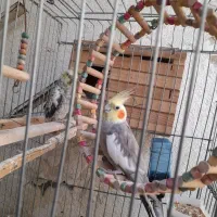 عروس هلندی سه عدد نر وماده وبچه