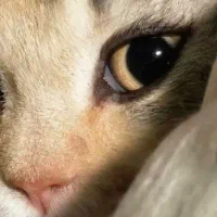 گربه خونگی سه ماهه واکسینه شده