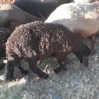 ۲ راس بره نر و ۲ راس ماده