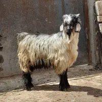 بزغاله نر چاق مناسب برای قربانی