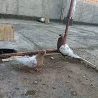 5تا سینه|پرنده|شیروان (خراسان), |دیوار