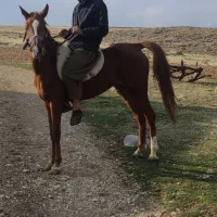 فروش اسب با کره مادیون عرب