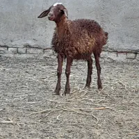 ۱راس بره نر افشار  وزن حدود ۲۰کیلو  سالم وسرحال