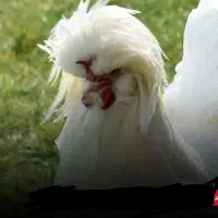 خروس سلطان