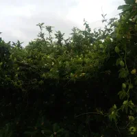 فروش گل ساعتی