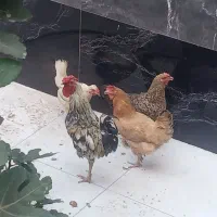 خروس و مرغ