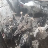 جوجه بوقلمون برنزآمریکایی سینه پهن
