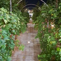 کبوترپشت کویتی اصل ودرجه۱