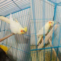 عروس هلندی ماده عالی برای جفت