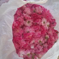 گل محمدی|گل و گیاه طبیعی|همدان, |دیوار