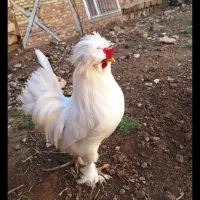 خروس لهستانی