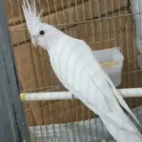 عروس هلندی ماده آلبینو
