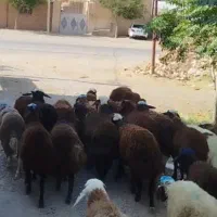 بره نر یک صاحب باب مالداران دامداری رضا