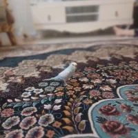 پرنده|پرنده|گلبهار, شهر جدید گلبهار|دیوار